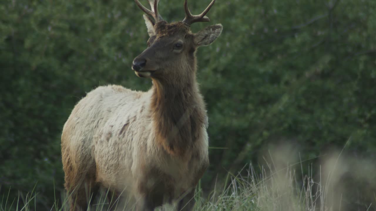 Alce in un campo che mangia erba, tra cui un grande esemplare maschio, con uno sfondo verde di fogliame.