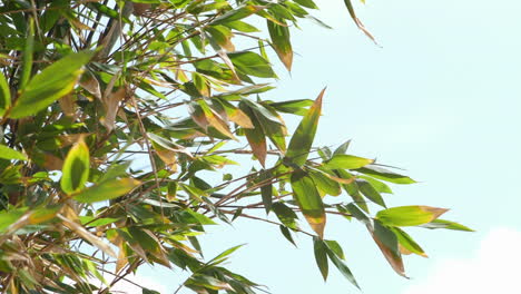 slomo de hojas de árboles meciéndose en el viento contra el cielo brillante
