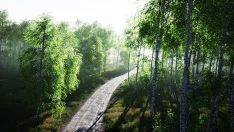 dirty road through summer forest