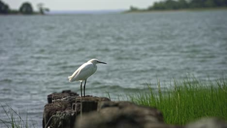 a snowy egret stands gracefully on a wooden post at the riverbank