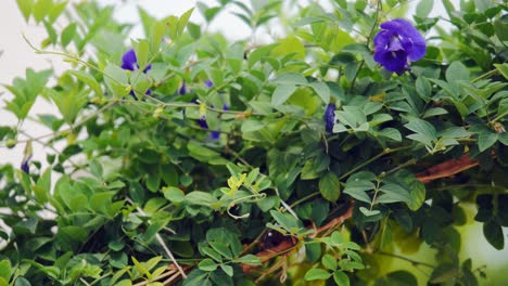 fotografía panorámica de una hermosa flor azul de aparajita que florece en el jardín