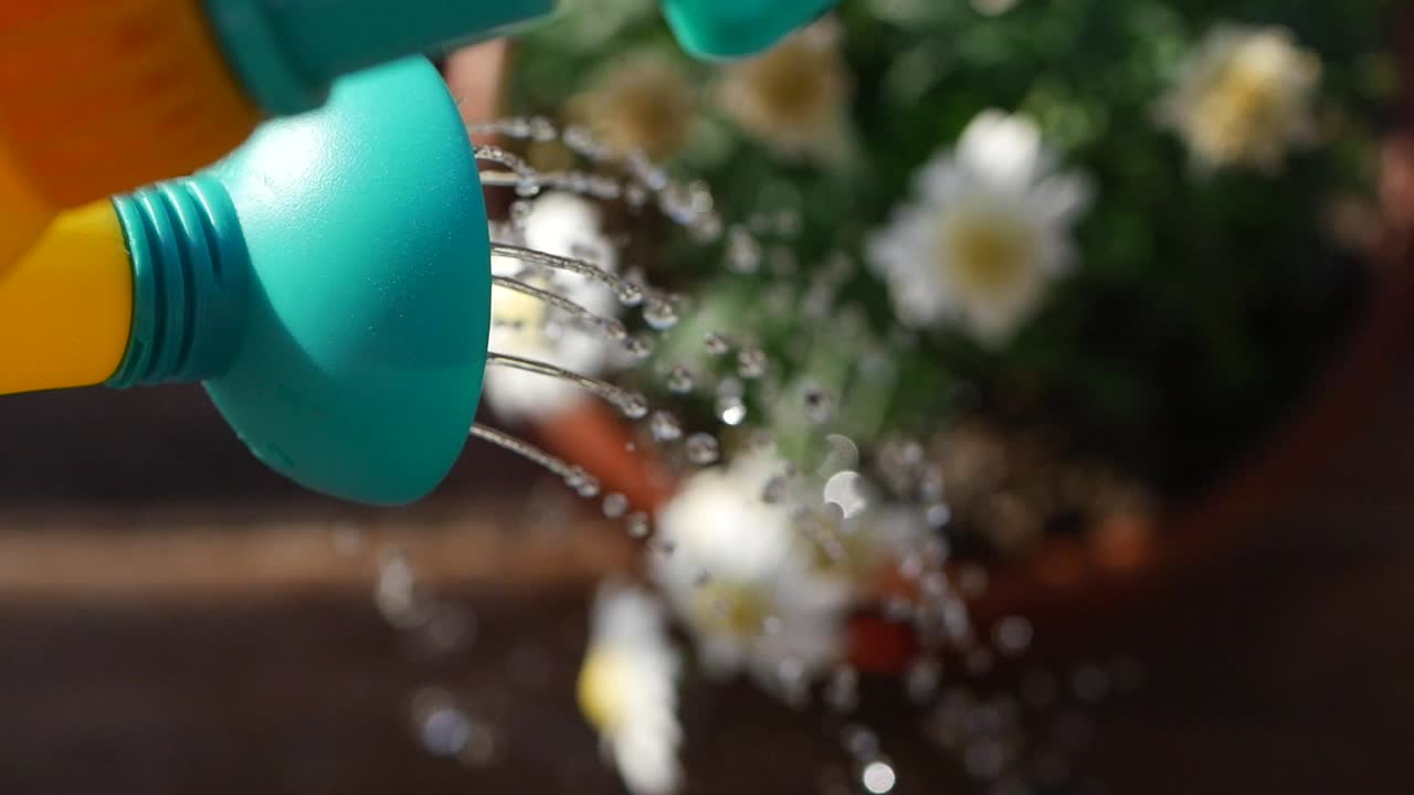 초록색 과 노란색 의 물통 으로 꽃 을 물게 하는 것