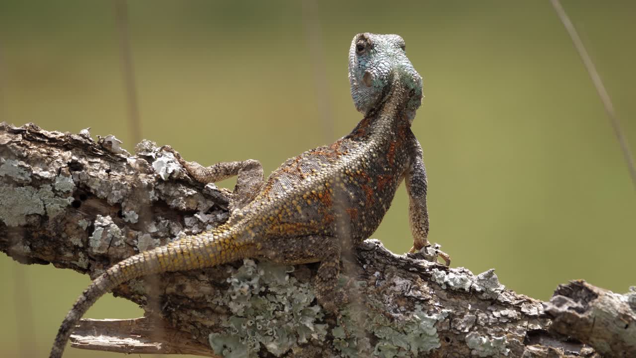ridge back agama lagarto arbóreo muy alerta, encaramado en la rama de un árbol soleado