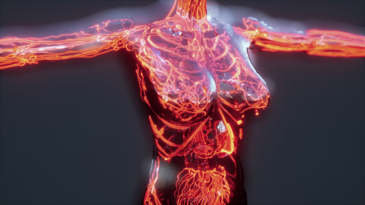 demostración médicamente exacta del sistema circulatorio humano