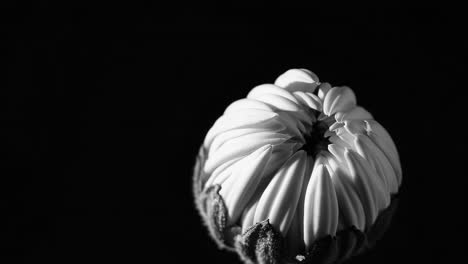 close-up of a black and white flower bud