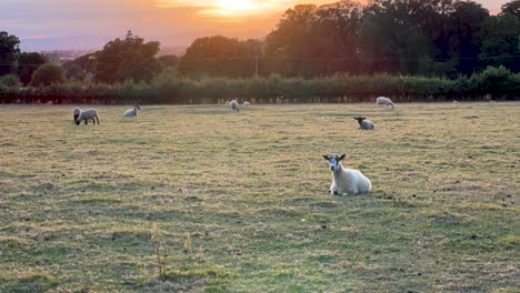 목제 stanway, cotswolds, gloucestershire, england에서 일몰 동안 초원에서 휴식을 취하는 양 떼
