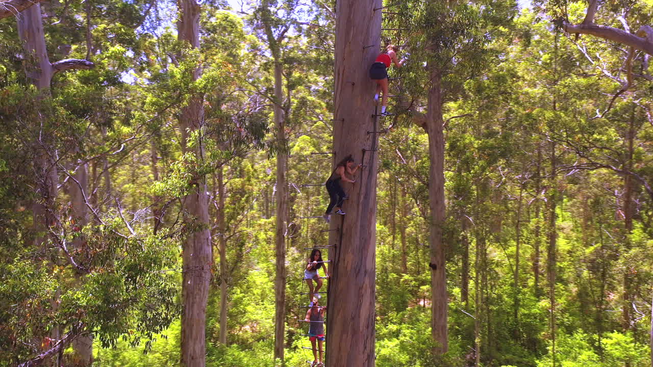 Adventurous girls fearlessly climb a tall tree in Australia. Aventure sport concept