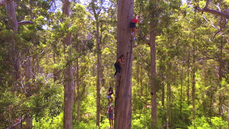 adventurous girls fearlessly climb a tall tree in australia. aventure sport concept