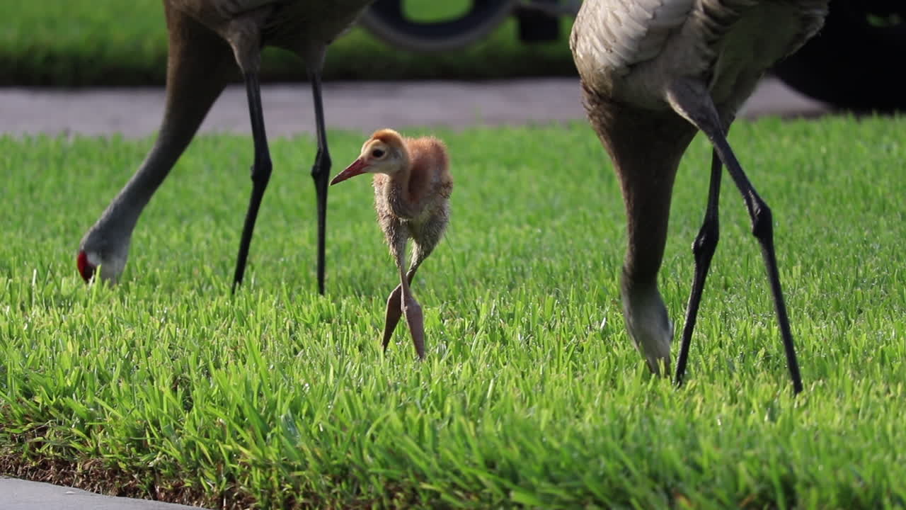 Mother Sandhill Crane feeding juvenile food