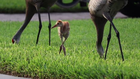 mother sandhill crane feeding juvenile food