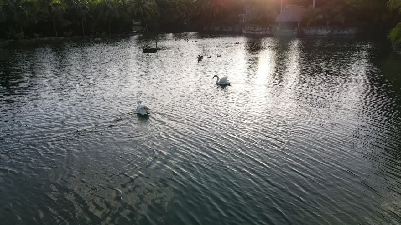 cisnes y patos nadando en un lago