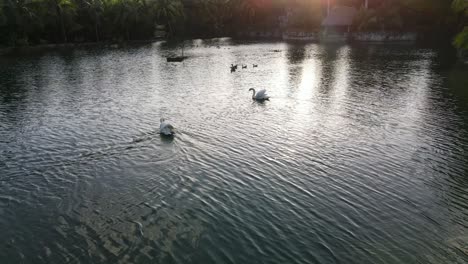 Schwäne-Und-Enten,-Die-In-Einem-See-Schwimmen