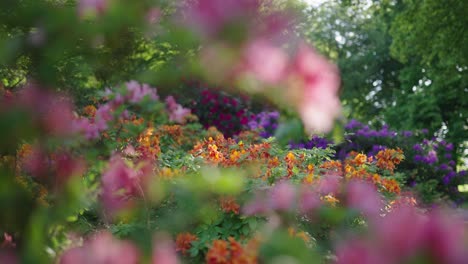 colorful azalea garden