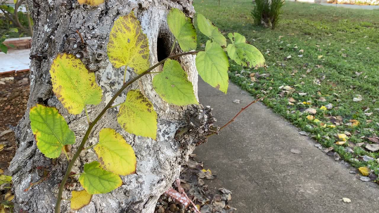 나무 줄기에서 나온 나무 잎.