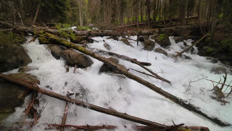 Río-De-Montaña-En-El-Bosque-En-Cámara-Lenta.-Hermoso-Paisaje-De-Vida-Silvestre.