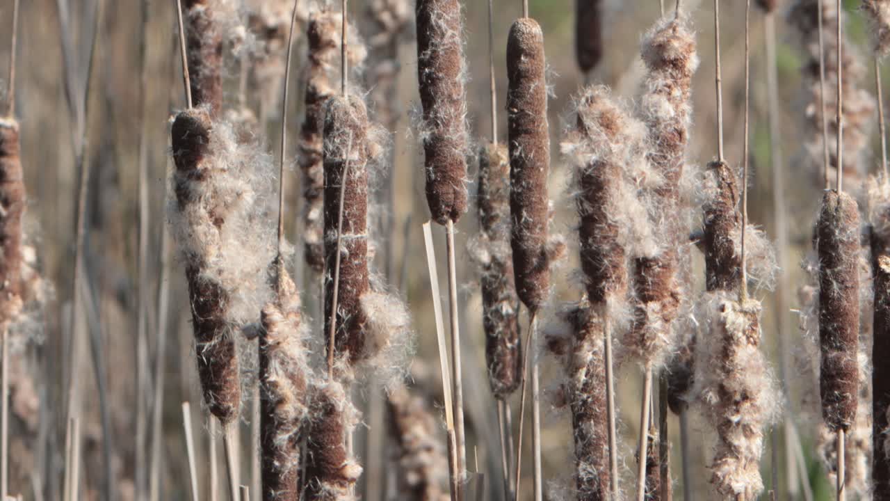 Primo piano di tifa o mazza sorda, Typha latifolia, infiorescenze all'inizio della primavera. Regno Unito