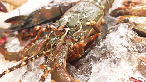 fresh lobster and shrimp on ice