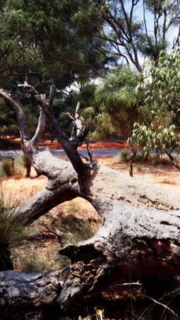 fallen tree in the australian outback