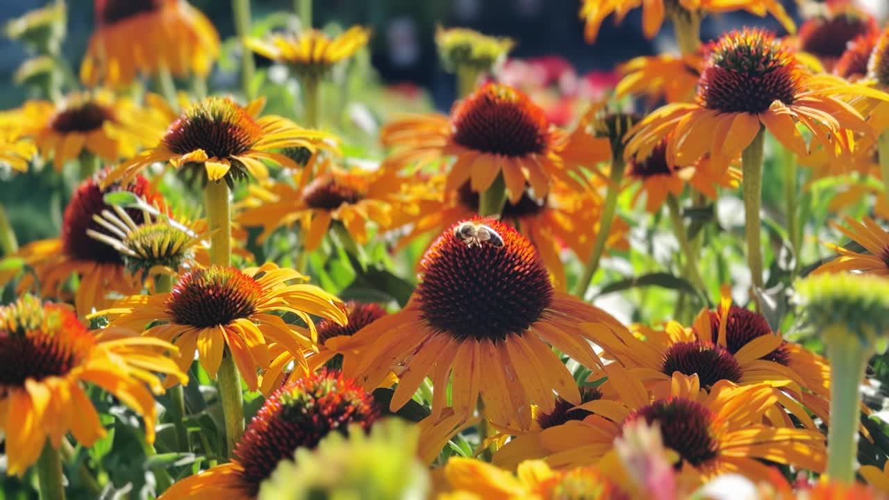 Primo piano di echinacee arancioni vivaci