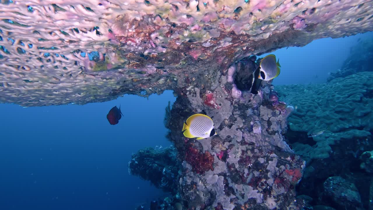 Lebhafte Tropenfische suchen Schutz unter einem riesigen Korallendach unter Wasser