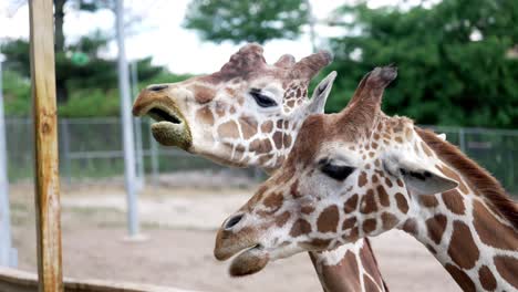 giraffes eating at the zoo