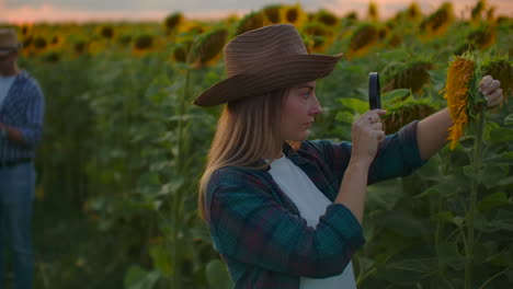 Ein-Mann-Und-Eine-Frau-Untersuchen-Bei-Sonnenuntergang-Auf-Einem-Feld-Mit-Der-Lupe-Eine-Sonnenblume.-Sie-Schreiben-Ihre-Grundlegenden-Eigenschaften-Auf-Eine-Tafel.