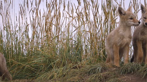 Coyote-pups-at-den-entrance-pan-across-to-see-inquisitive-siblings