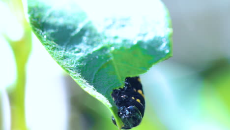 Methona themisto caterpillar eating leaves