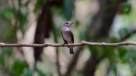 The-Asian-Brown-Flycatcher-is-a-small-passerine-bird-breeding-in-Japan,-Himalayas,-and-Siberia