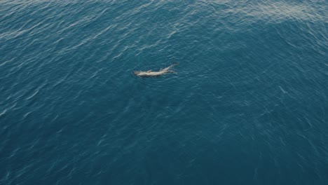 Dolphins-swimming-in-wavy-sea-water-in-daytime