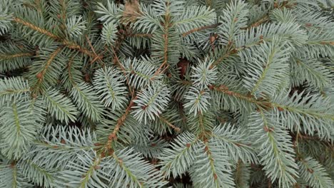 Pine-tree-branches,-close-up,-spinning-shot