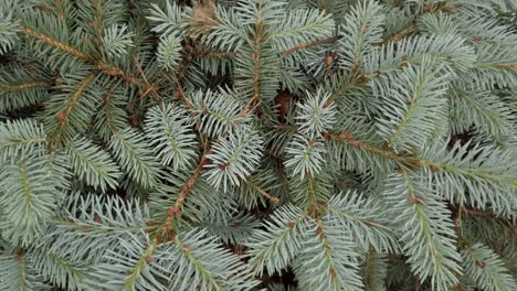 Pine tree branches, close up, spinning shot