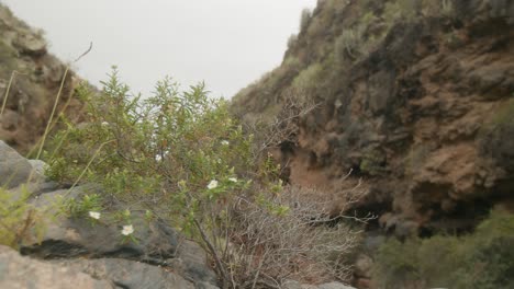 Flor-De-Arbusto-En-Un-Remoto-Barranco-Rocoso-Con-Arbustos-Verdes-En-El-Campo-Rural-Del-Sur-De-Tenerife-En-Primavera,-Islas-Canarias