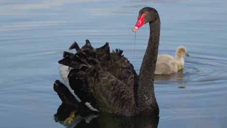 black swan with cygnets on a lake