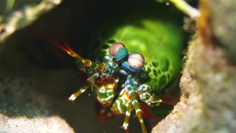 amazing green mantis shrimp in a reef hole