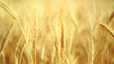 a truly cinematic shot of golden wheat swaying in the summer breeze, bathed in warm sunlight. captures the peaceful, abundant beauty of nature