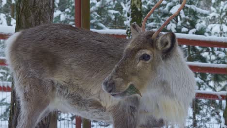 cute rain deer eating tree branch outdoors in the snow