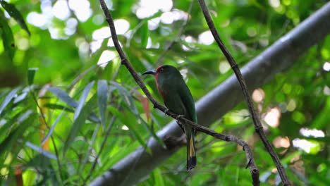 visto en lo profundo de la jungla mientras está posado en una vid mirando a su alrededor, el abejaruco de barba roja nyctyornis amictus, parque nacional kaeng krachan, tailandia