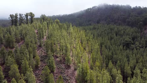 Drone-Aéreo-Revela-Bosques-De-Pinos-Con-Nubes-Y-Sol-Brillando-Sobre-él