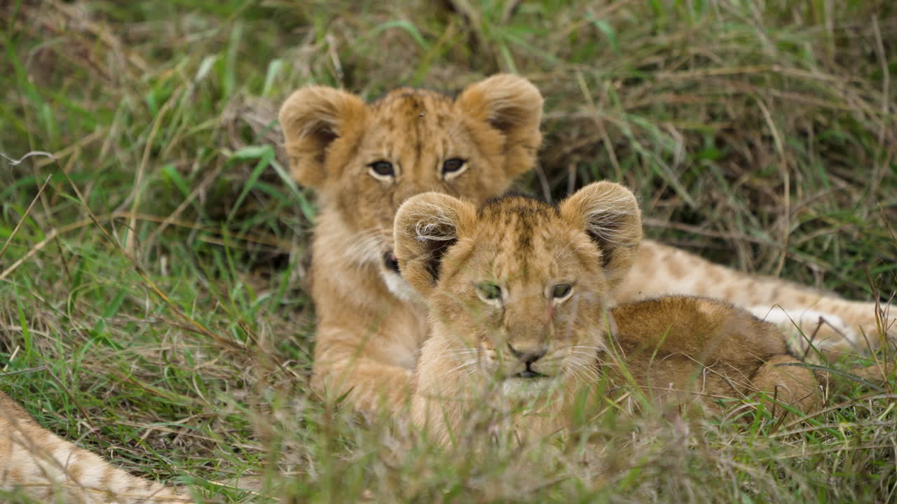 jonge leeuwenwelpen liggen samen op gras, masai mara nationaal park
