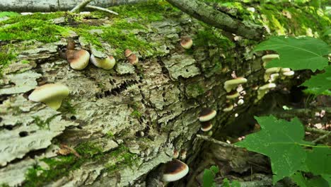 benzoin bracket mushrooms ischnoderma resinosum growing on side of mossy log