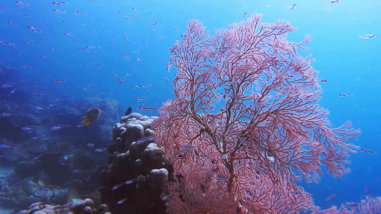 海中には見どころがたくさんあります