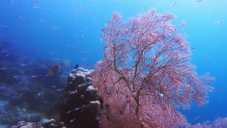 so much to see under the see