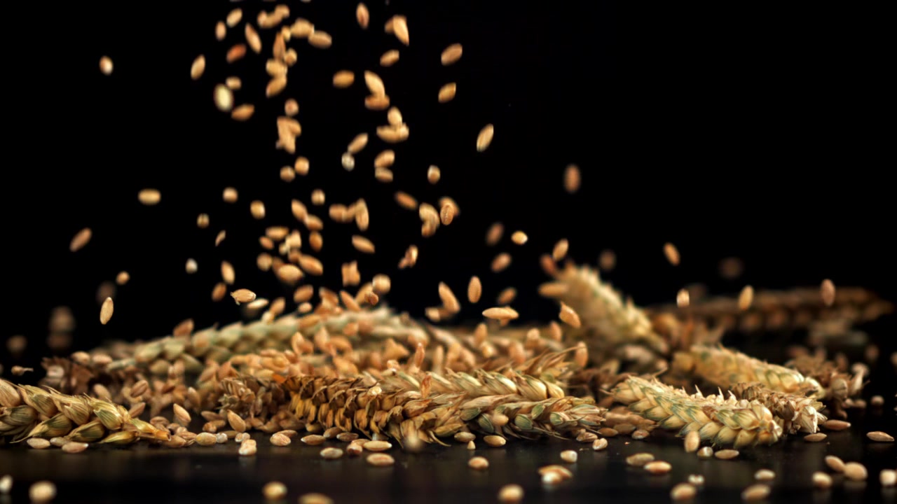 Movimento rallentato di chicchi di grano che cadono sulle spighe.