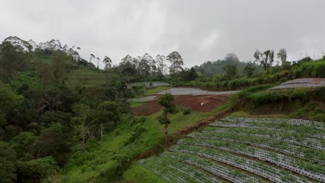 Berghang-Gefüllt-Mit-Gemüsebauernhöfen-Auf-Fruchtbarem-Vulkanboden-In-Bali,-Luftaufnahme