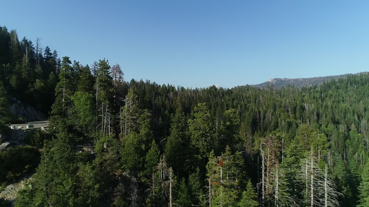 Volando sopra gli alberi nella foresta nazionale di sequoie