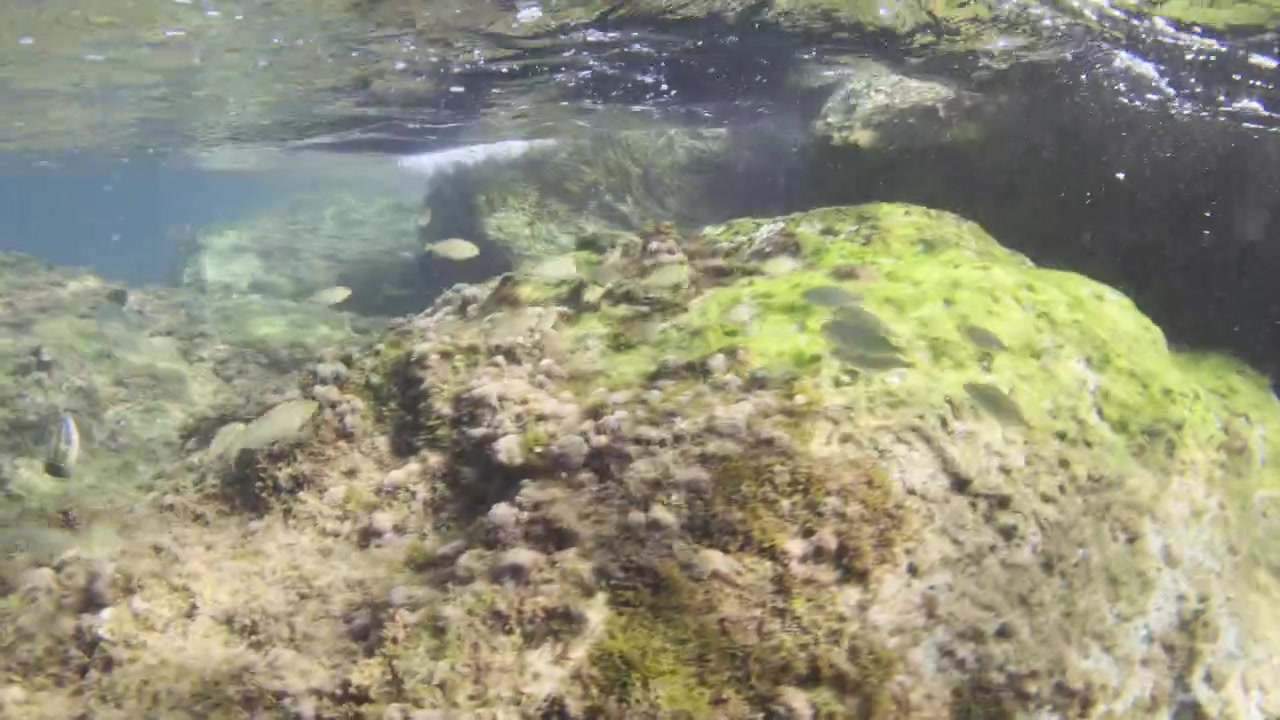 Små fisk svømmer i et ferskvandsøkosystem, hvor solstråler trænger gennem vandoverfladen og skaber en scene af et naturligt habitat.