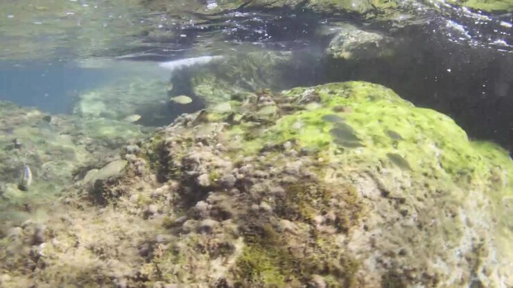 Små fisk svømmer i et ferskvandsøkosystem, hvor solstråler trænger gennem vandoverfladen og skaber en scene af et naturligt habitat.