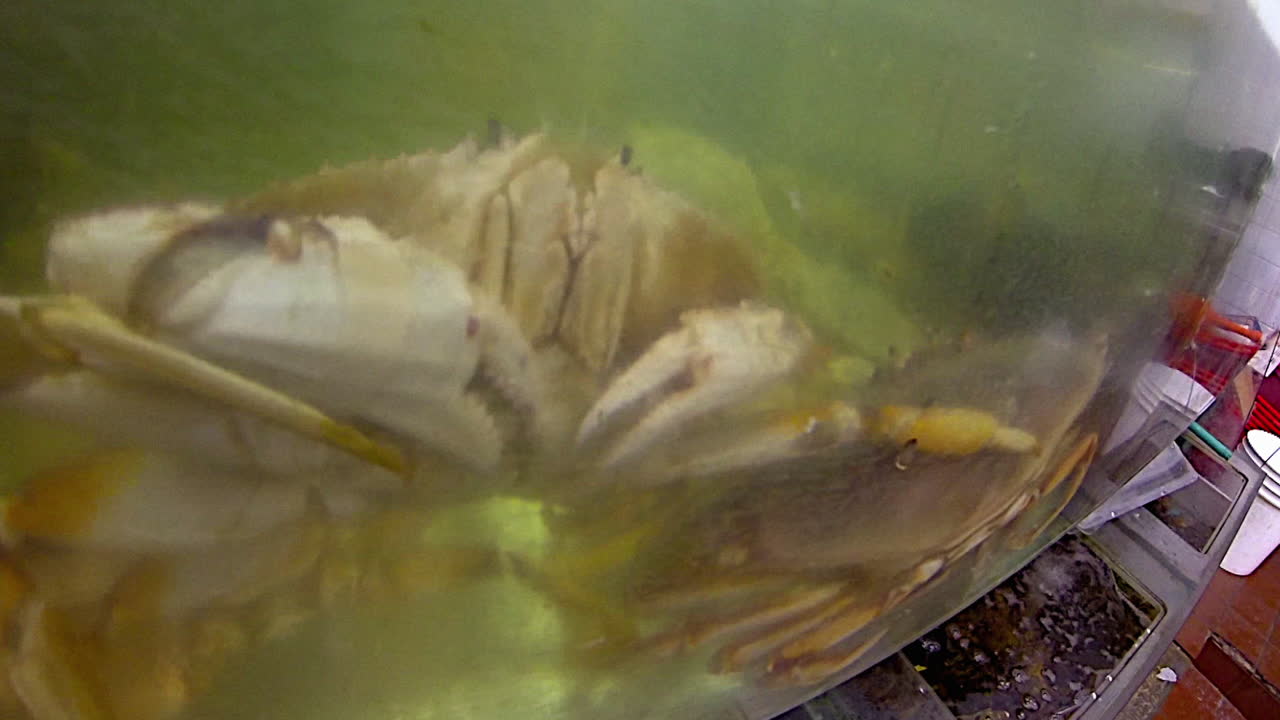 Crabs and lobster in water tanks of Chinatown seafood market..