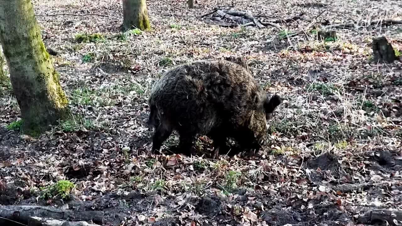 Cinghiale, Berlino, Wedding, Germania.